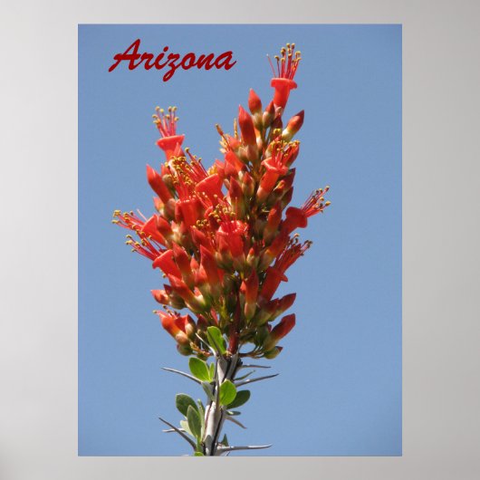 Ocotillo Bloom - Arizona Poster (Voorkant)