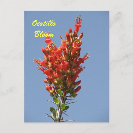 Ocotillo Bloom Briefkaart (Voorkant)