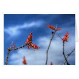 Ocotillo Blooms