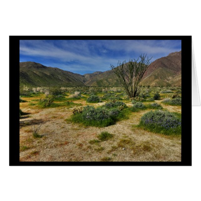 Ocotillo Borrego Springs 2017 (Devant horizontal)