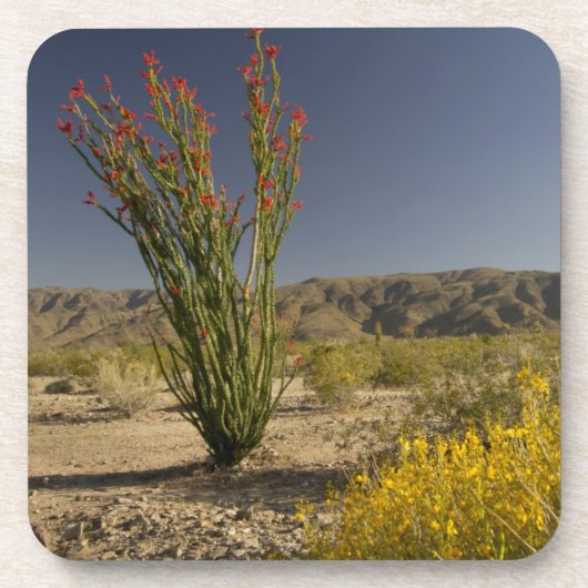 Ocotillo en woestijnsenna onderzetter (Voorkant)