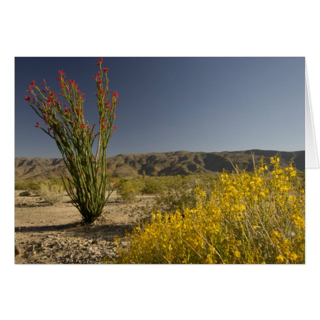 Ocotillo et senné du désert (Devant horizontal)