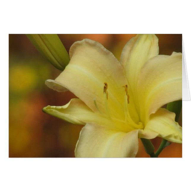 Octobre Lily (Devant horizontal)