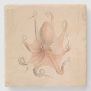 Octopus 1851 Eledon Aldrovandi Stenen Onderzetter