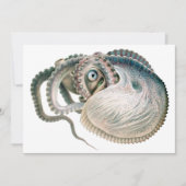 octopus argonaut, zeedieren (Voorkant)