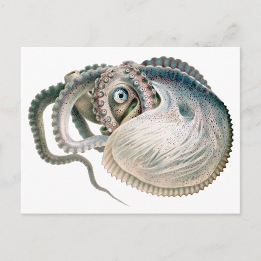 octopus argonaut, zeedieren briefkaart (Voorkant)