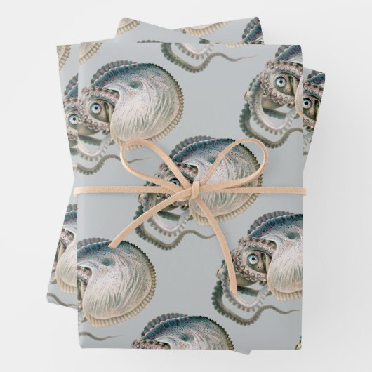  octopus argonaut, zeedieren inpakpapier vel (In situ)