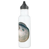 octopus argonaut, zeedieren waterfles (Rechts)