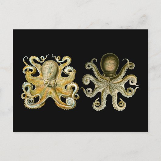 Octopus Briefkaart (Voorkant)