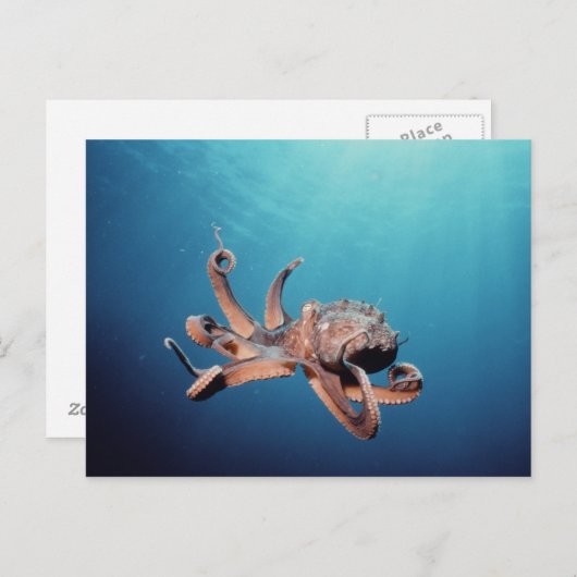Octopus Briefkaart (Voorkant / Achterkant)