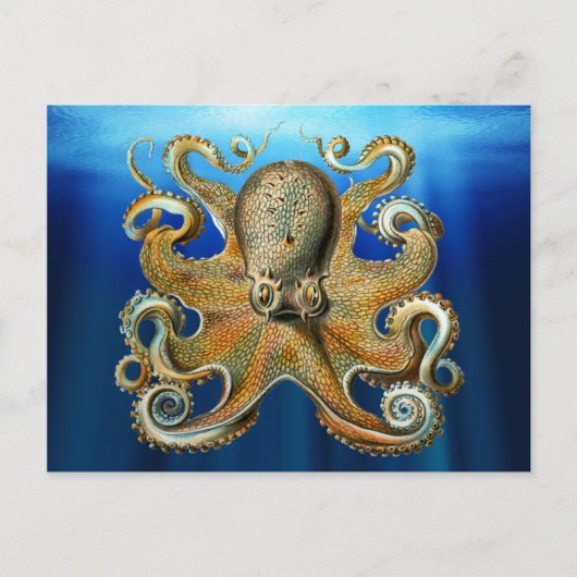 Octopus Briefkaarten (Voorkant)