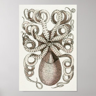 Octopus  Cephalopod Zee Scheppen Kunstafdrukken Poster