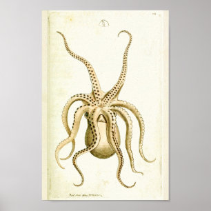 Octopus  Cephalopod Zee Scheppen Kunstafdrukken Poster