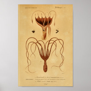 Octopus Cephalopodes  Illustratie Afdrukken Poster