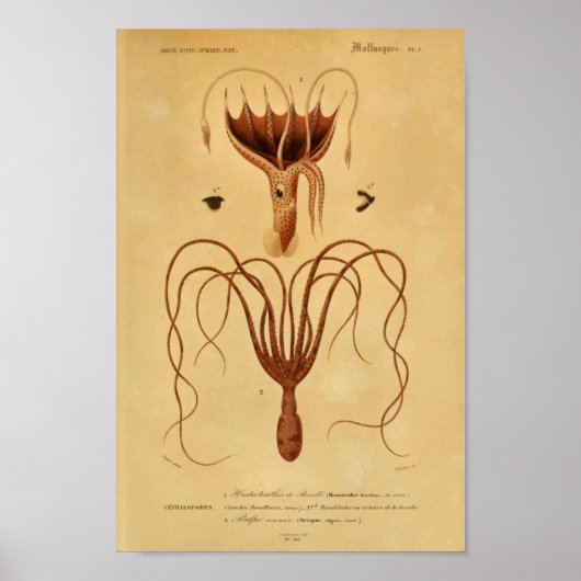 Octopus Cephalopodes Illustratie Afdrukken Poster (Voorkant)