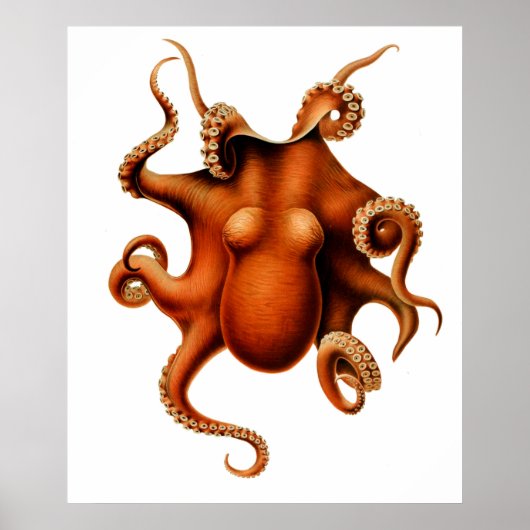 Octopus Die Cephalopod Poster vintage (Devant)