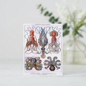 Octopus Educatief Bord Briefkaart (Staand voorkant)