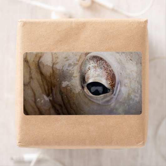Octopus Eye Etiket (Insitu)