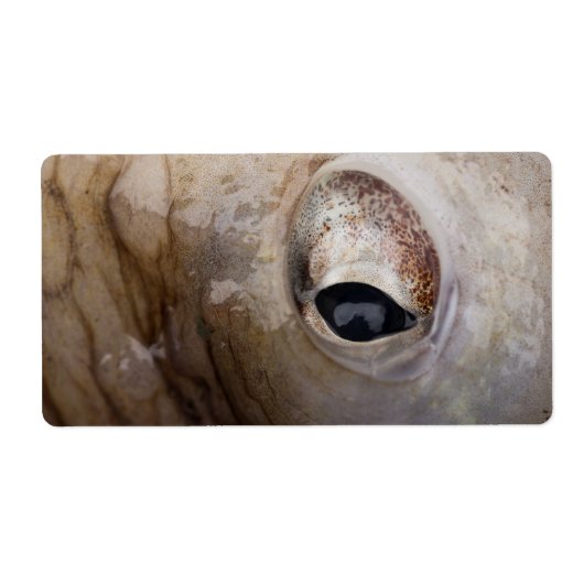 Octopus Eye Etiket (Voorkant)