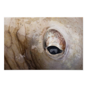 Octopus Eye Foto Afdruk
