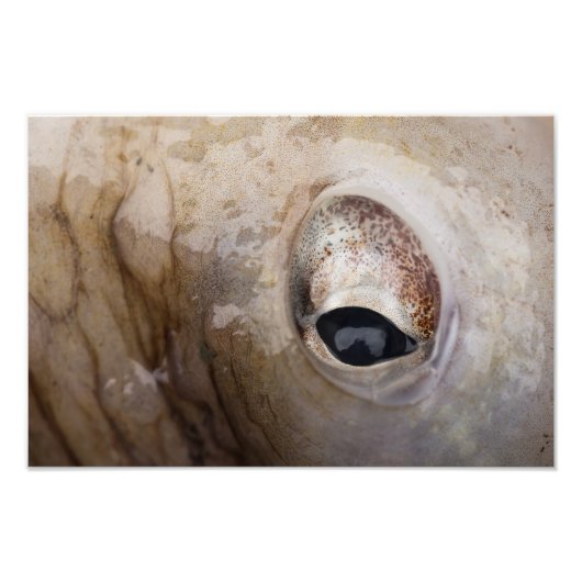 Octopus Eye Foto Afdruk (Voorkant)