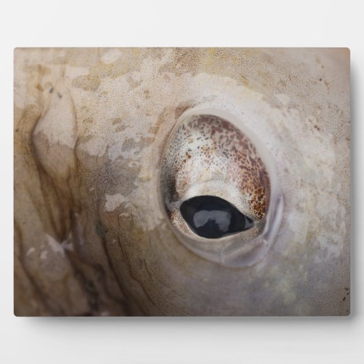 Octopus Eye Fotoplaat (Voorkant)