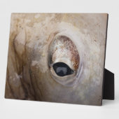 Octopus Eye Fotoplaat (Zijkant)