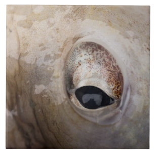 Octopus Eye Tegeltje