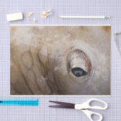 Octopus Eye Tissuepapier (Craft)