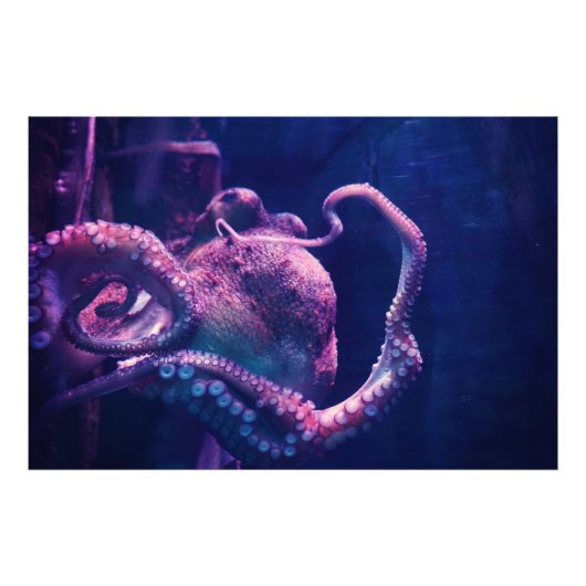 Octopus Foto Afdruk (Voorkant)