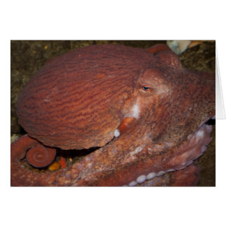Octopus géant du Pacifique Nord