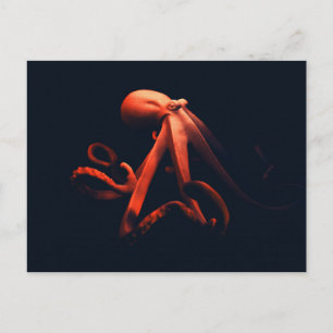 Octopus in schaduwen briefkaart