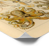  Octopus Kleur Ernst Haeckel Art Afdrukken Poster (Hoek)