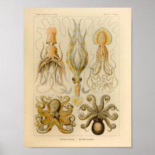  Octopus Kleur Ernst Haeckel Art Afdrukken Poster