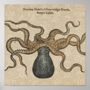 Octopus Kraken Vintage Illustratie Poster