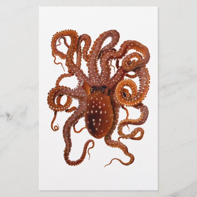 Octopus Macropus Atlantic White Spotus Octopus (Voorkant)