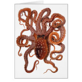 octopus Macropus, zeewaterdieren (Voorkant)