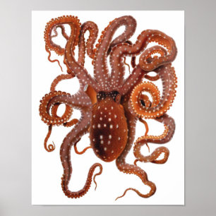  octopus Macropus, zeewaterdieren Poster
