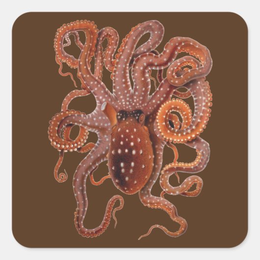  octopus Macropus, zeewaterdieren Vierkante Sticker (Voorkant)