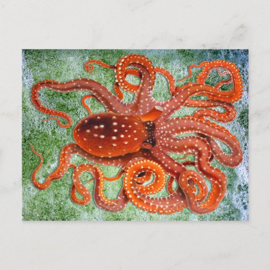 Octopus Ocean  Briefkaart (Voorkant)