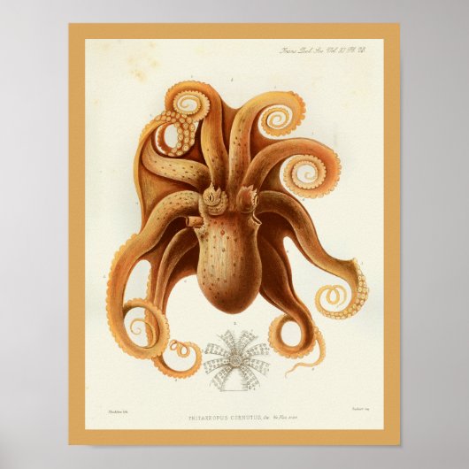 Octopus Oranje Cephalopod Zee Scheppen Kunstafdruk Poster (Voorkant)