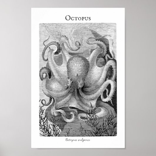  Octopus  Poster (Voorkant)