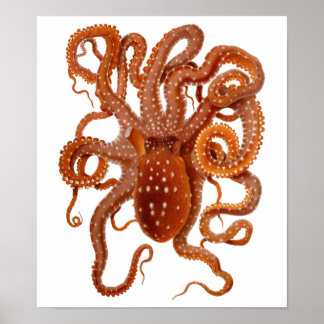 octopus poster