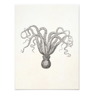  Octopus Poulpe Acht gewapende Cuttle Fish Foto Afdruk