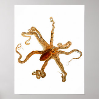 Octopus Print No.3 Cephalopod Zee Creature Art