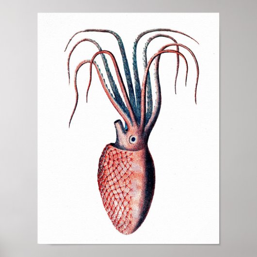 Octopus Print No.4 Cephalopod Zee Creature Art (Voorkant)