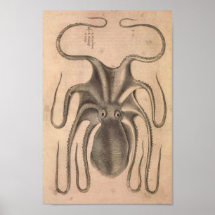  Octopus Print Zee Life Illustratie