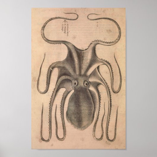 Octopus Print Zee Life Illustratie (Voorkant)