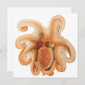 octopus salutii, zeewaterdieren (Voorkant / Achterkant)