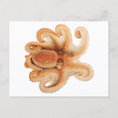 octopus salutii, zeewaterdieren briefkaart (Voorkant)